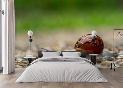 close up of garden snail crawling  Wall mural